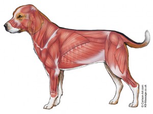 Canine Massage Dog Muscles