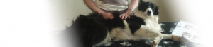 canine massage guild