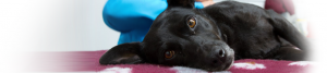 canine massage guild