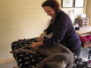 ren glass canine massage