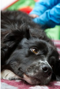 Canine Massage Veterinary Referrals