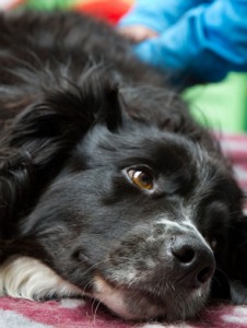 Canine Massage Vet Referrals