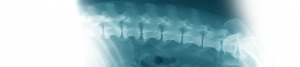 x ray of dogs spine