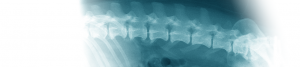 x ray of dogs spine