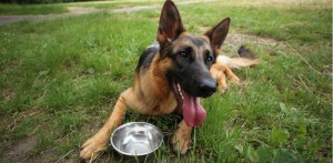 five freedoms canine massage