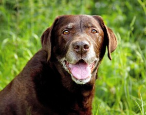 dog with arthritis