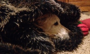 Labrador with spondylosis