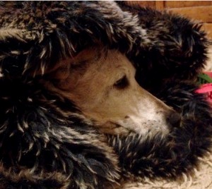 Labrador with spondylosis