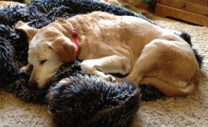 labrador with spondylosis