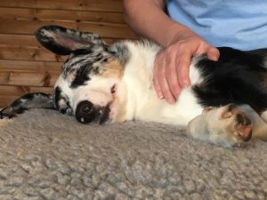 Canine Massage Guild