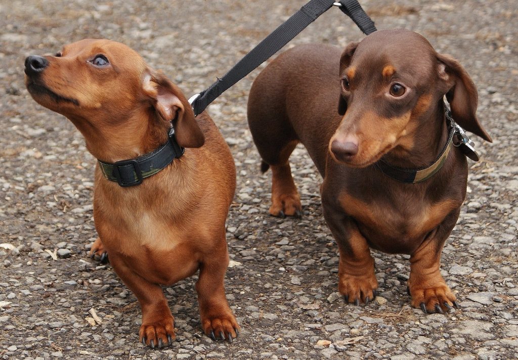 Dachshund suffer from IVDD