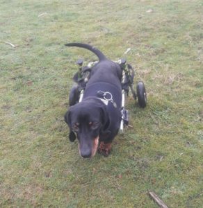 dachshund in wheelie trolley harness