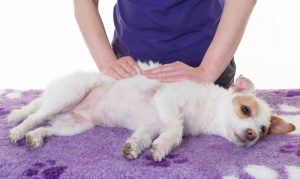 Canine massage with Claire Kirkton