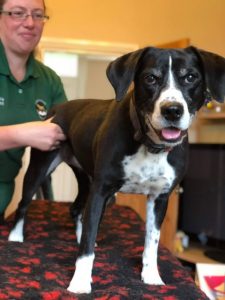 Vanessa Wilson - West Yorkshire Clinical Canine Massage Therapy