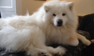 canine arthritis management