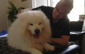 canine arthritis