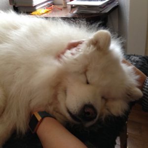 canine arthritis management