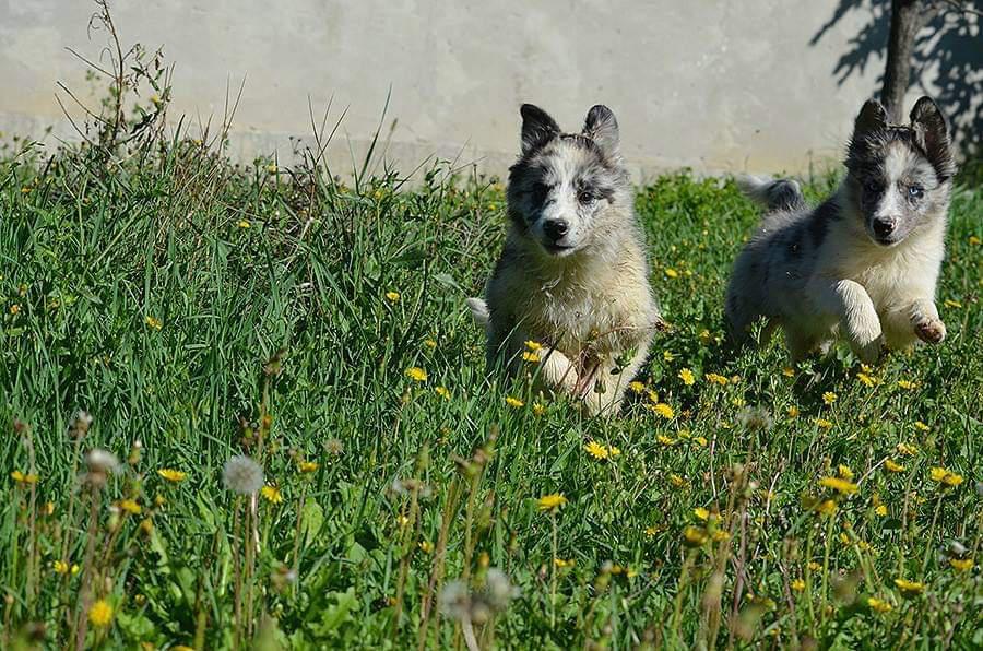 Keeping your puppy healthy for life