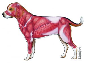 Dog_Muscles_comparative_anatomy