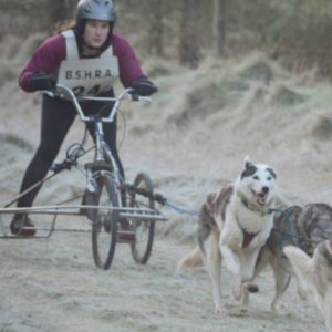 Dog_sled_canine_massage