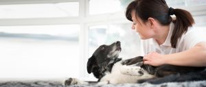 jack russell_canine_massage_5principles_of_pain