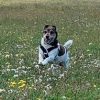 Bruno, Jack Russell, muscle pain in back, canine massage