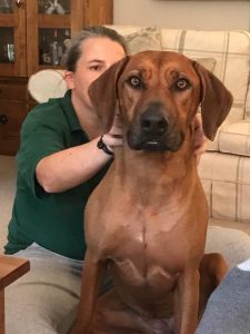 Rhodesian ridgeback enjoys canine massage to resolve lameness