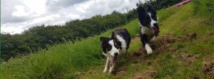 Collies on the run after massage