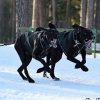 Sled dog racing canine massage