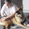 Thor, Czech Wolfdog x Belgian Malinois, Limping