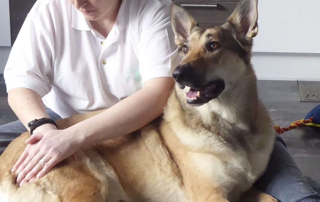 Thor, Czech Wolfdog x Belgian Malinois, Limping