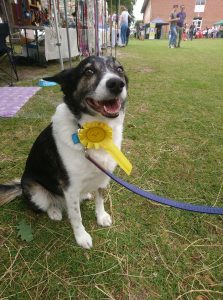 Leah, Collie Cross, Bereavement