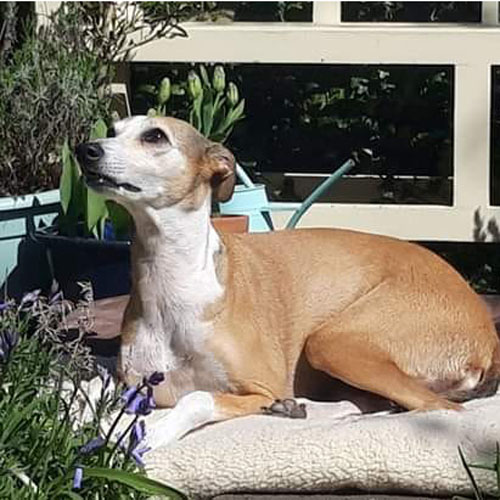 Bunty, Whippet, Arthritis
