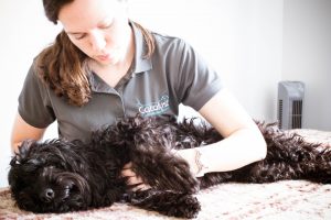 Kirsty Duncan - Catalyst Canine Massage Therapy