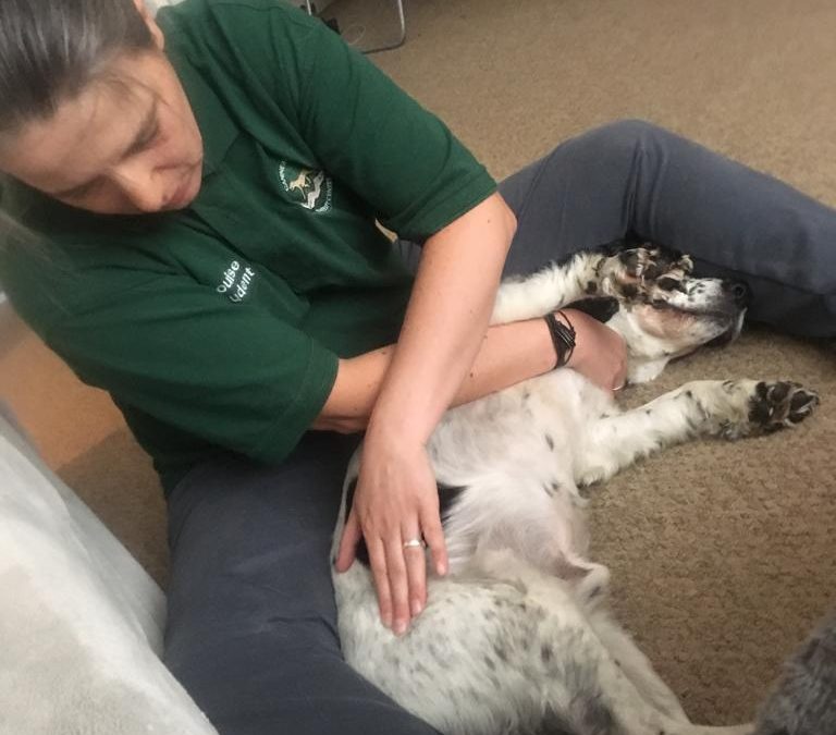 Caesar, Springer Spaniel, Lameness
