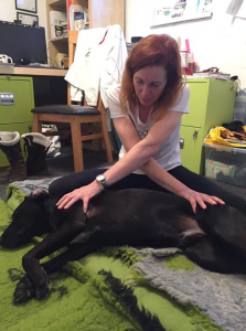 labrador getting a massage to maintain fitness