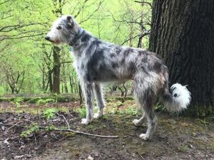 zac lurcher loves canine massage