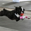 Boston Terrier, Flyball sports dog, benefits of canine massage