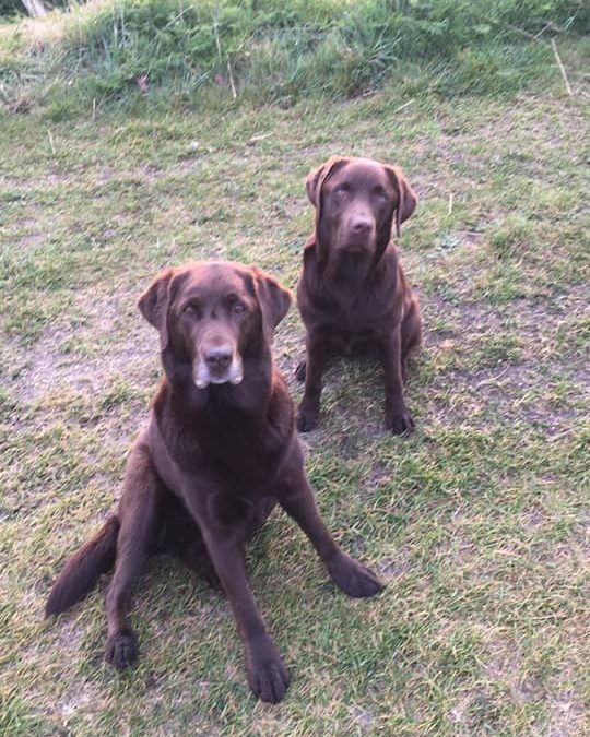 Poppy, Seren, Working Labradors, Older Dog, Muscular Injury