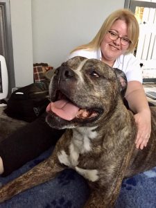 Vincent, Mastiff, Bilateral Hip Dysplasia, Spondylosis, Ruptured Cruciates, Arthritis