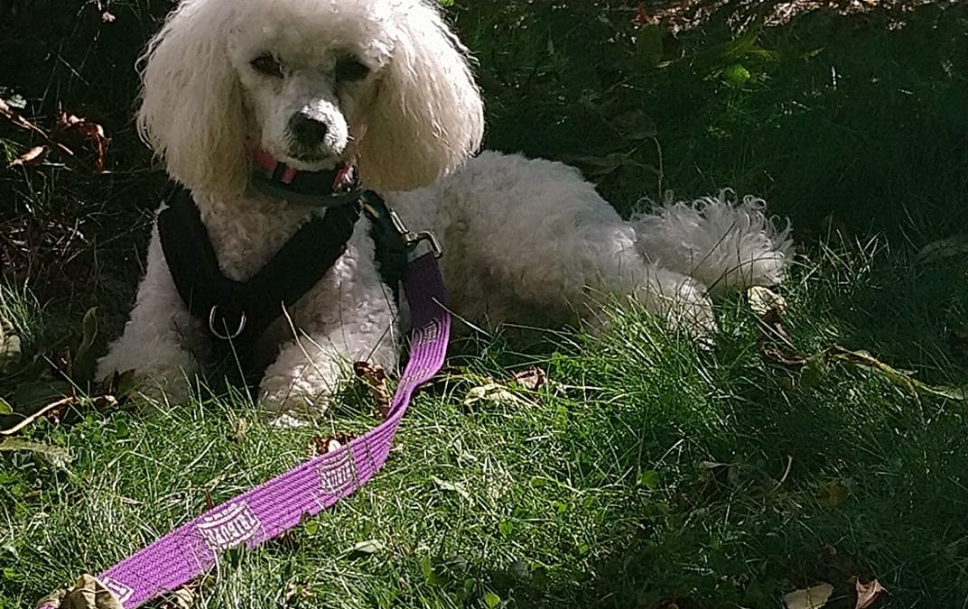 Fern, 1 year, Poodle. Luxating Patella