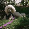 Fern, 1 year, Poodle. Luxating Patella