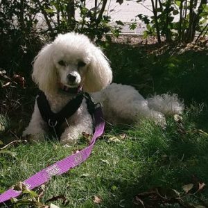 Fern, 1 year, Poodle. Luxating Patella