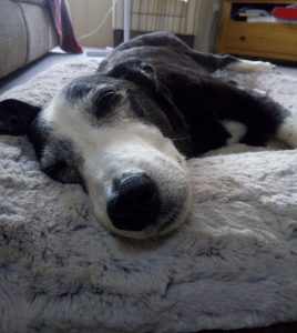Beau, Cross Breed, Slowing Down, Muscular Injury, Older Dog