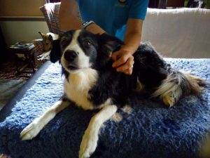 May, Border Collie, Spondylosis