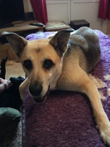 Elsa, GSD, Staffie, Hip, Spinal Stroke