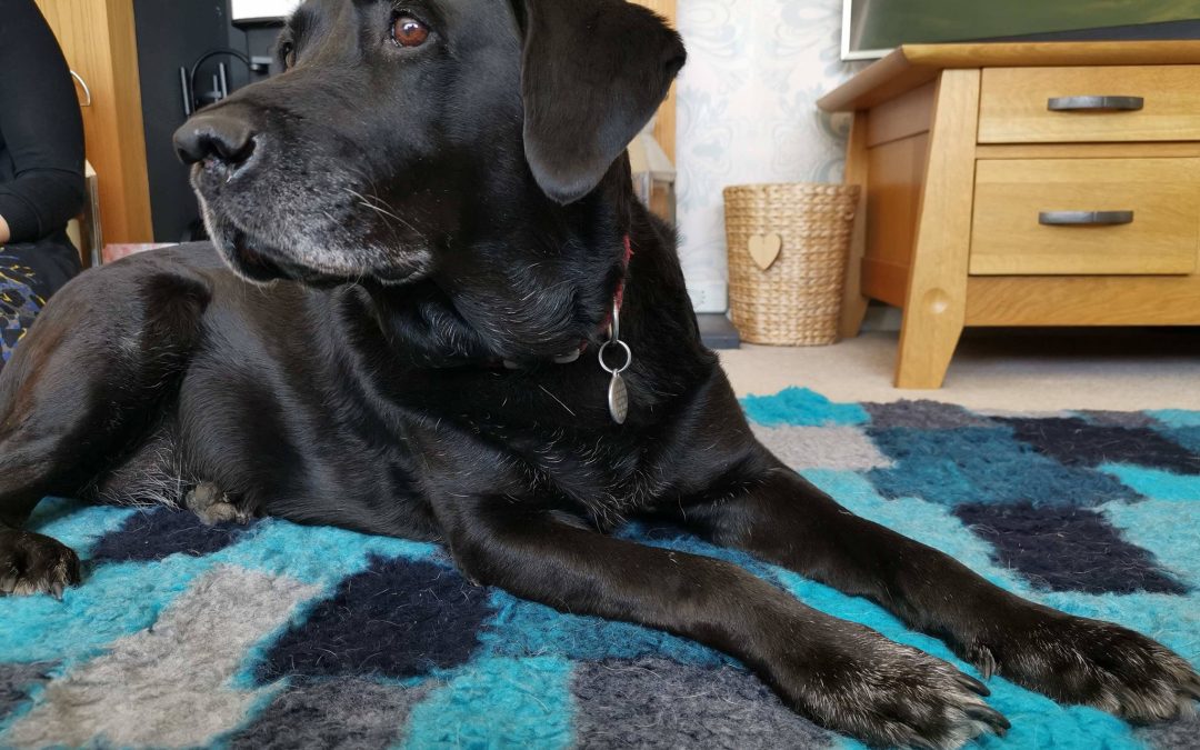 Millie, Labrador, Arthritis