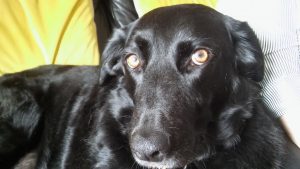 Isaac, Labrador, Limping
