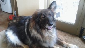 Ruby, German Shepherd, Arthritis, Older Dog
