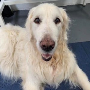 Bailey, Golden Retriever, Arthritis, Cushing’s Disease
